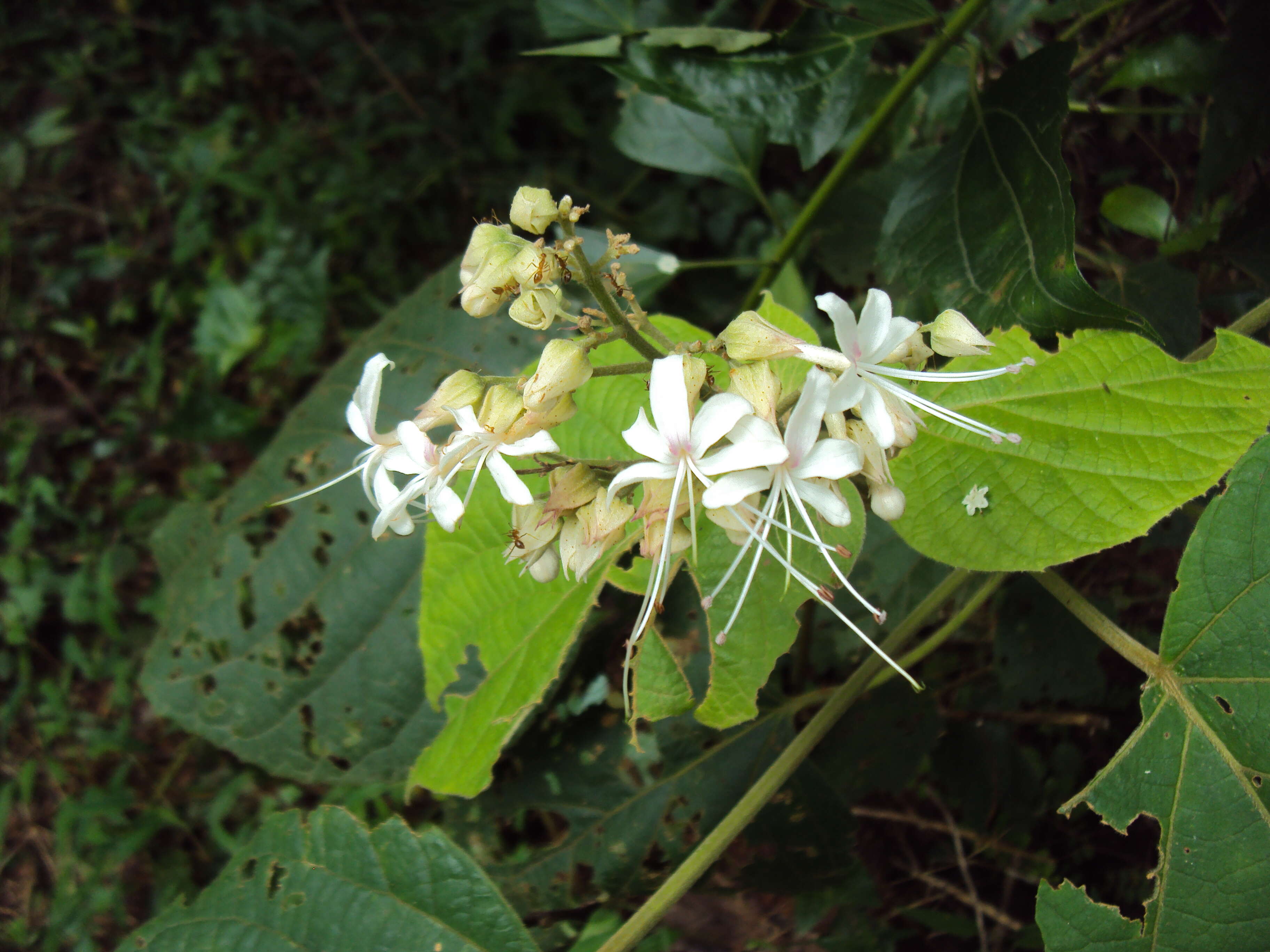 Image of Clerodendrum infortunatum L.