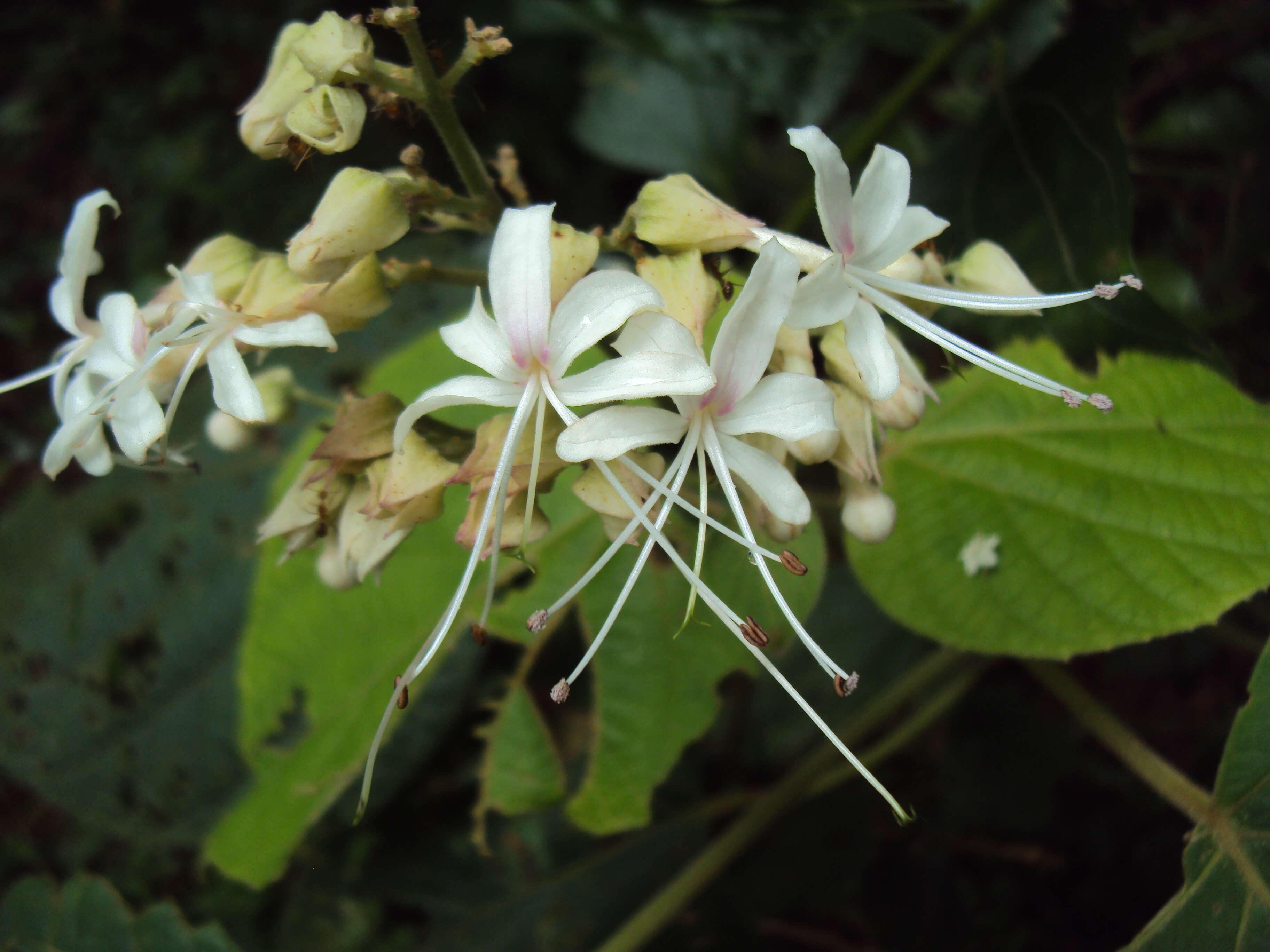 Image of Clerodendrum infortunatum L.