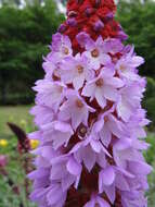 Image of Primula vialii Delavay ex Franch.