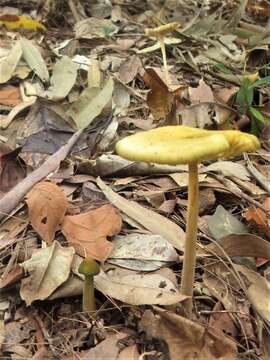 Image of Protoxerula flavo-olivacea (R. H. Petersen & Halling) R. H. Petersen 2010