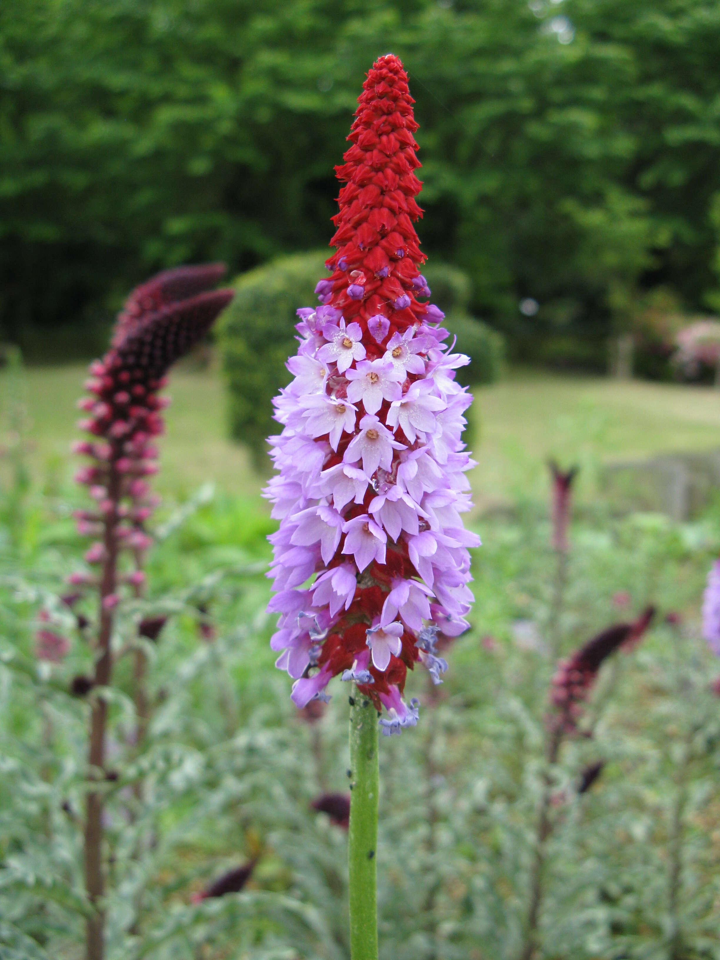 Image of Primula vialii Delavay ex Franch.