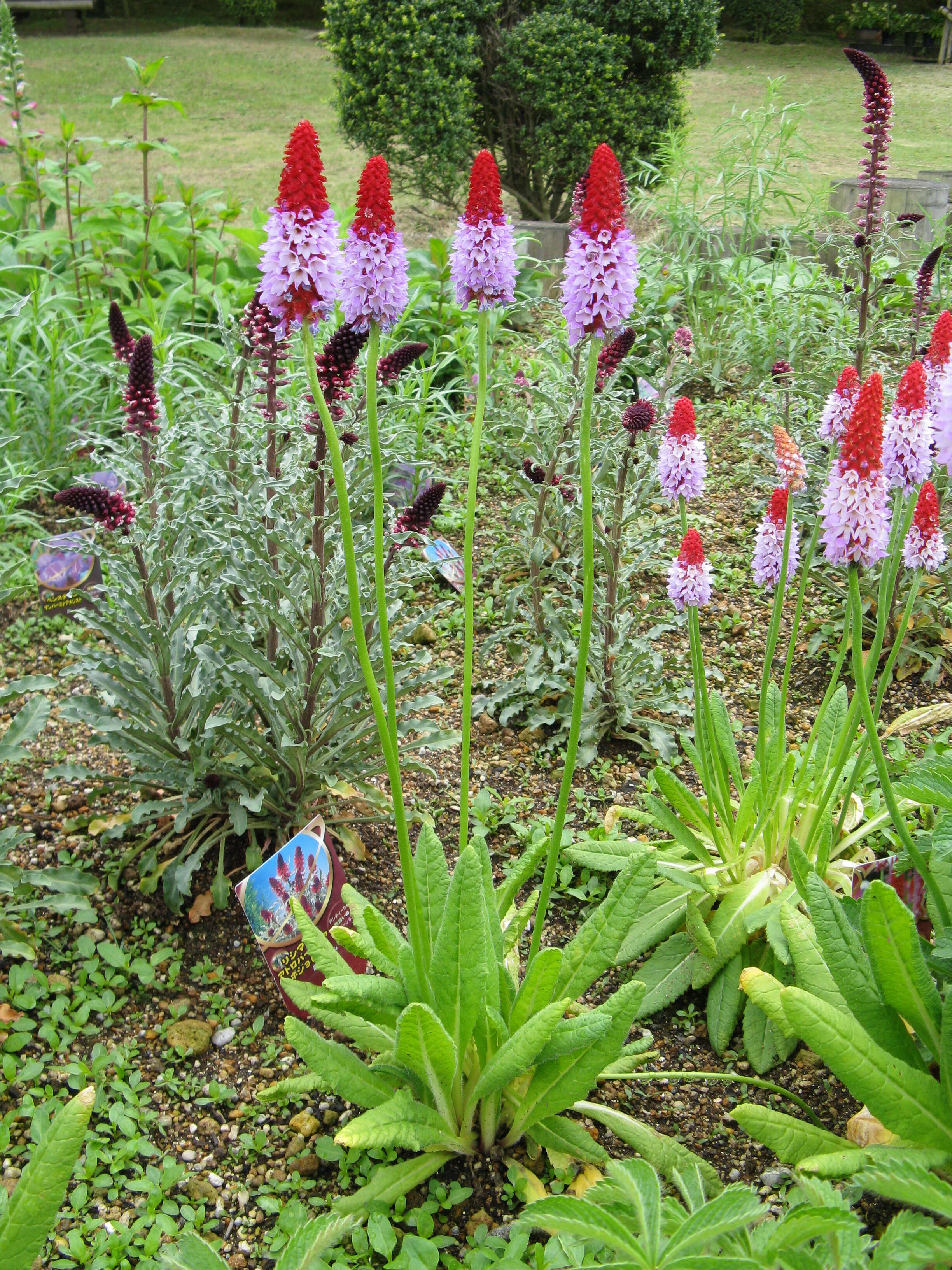 Image of Primula vialii Delavay ex Franch.