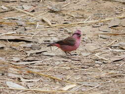 Image of Pink-browed Rosefinch