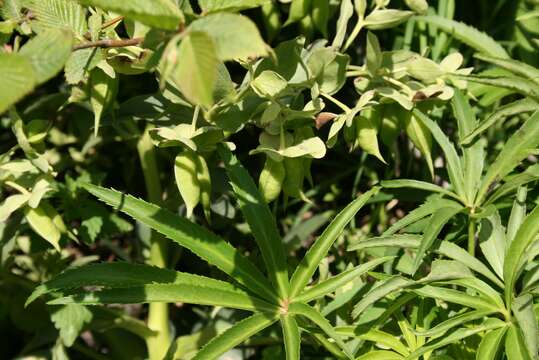 Image of Stinking Hellebore