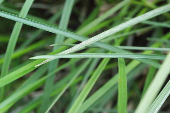 Image of Tufted Hair-grass