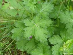 Image of <i>Geranium oxonianum</i>