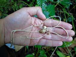 Image of Phallus drewesii Desjardin & B. A. Perry 2009