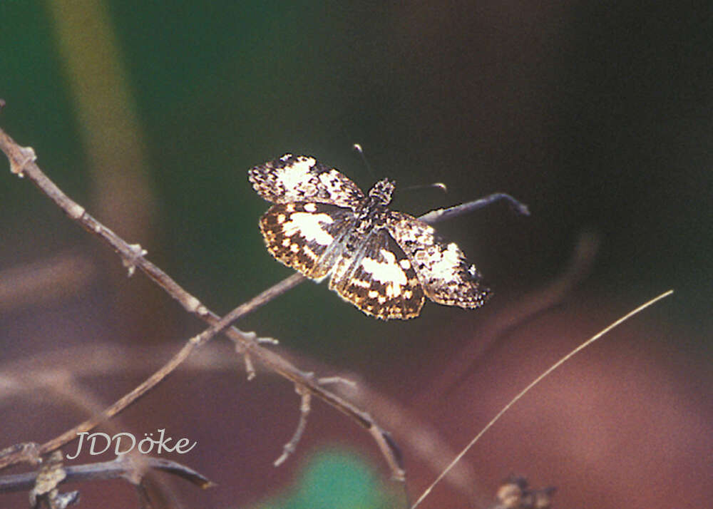 Image of Chiomara asychis autander Mabille 1891