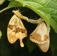 Image of African Swallowtail