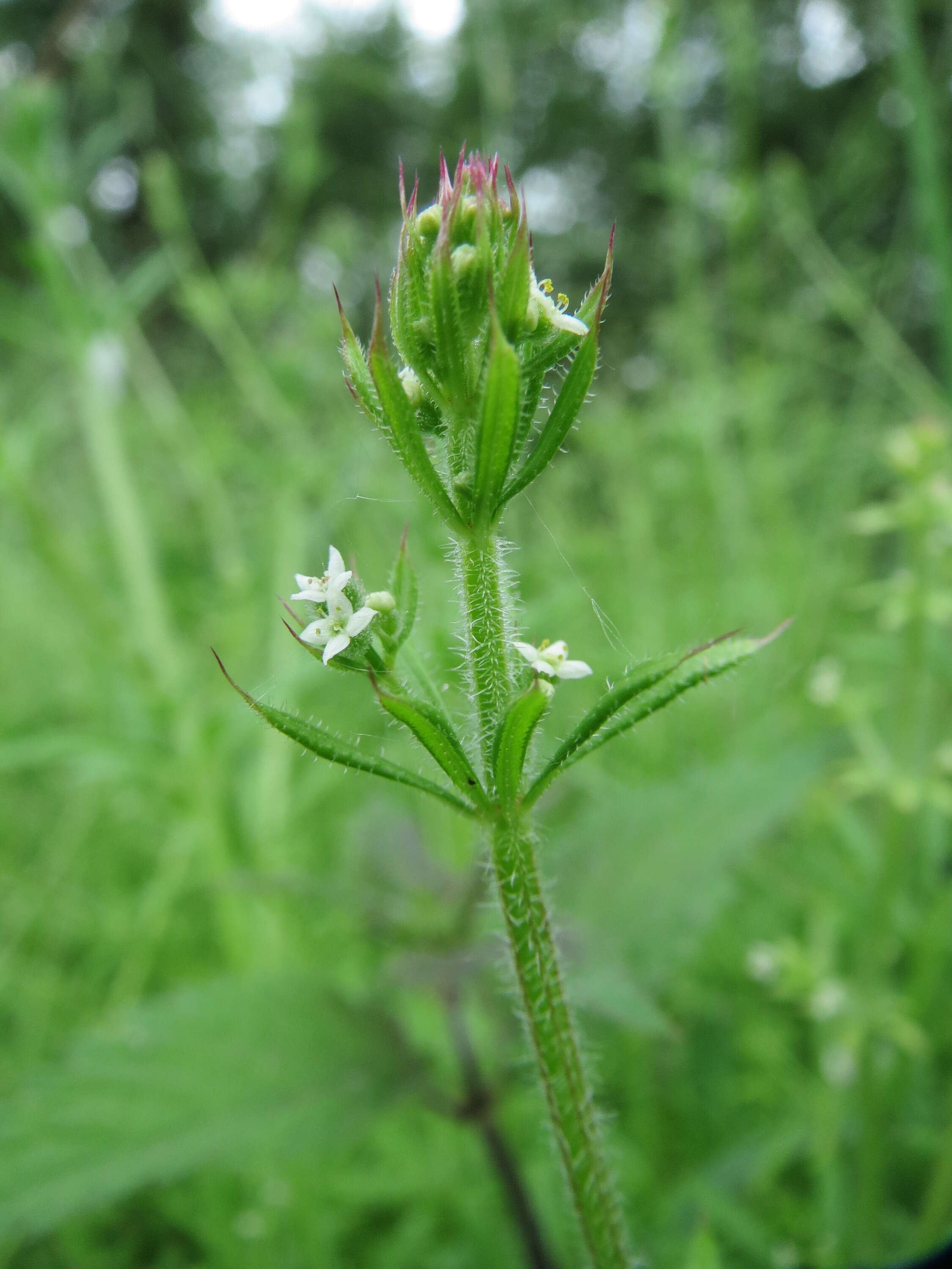 Image of Goosegrass