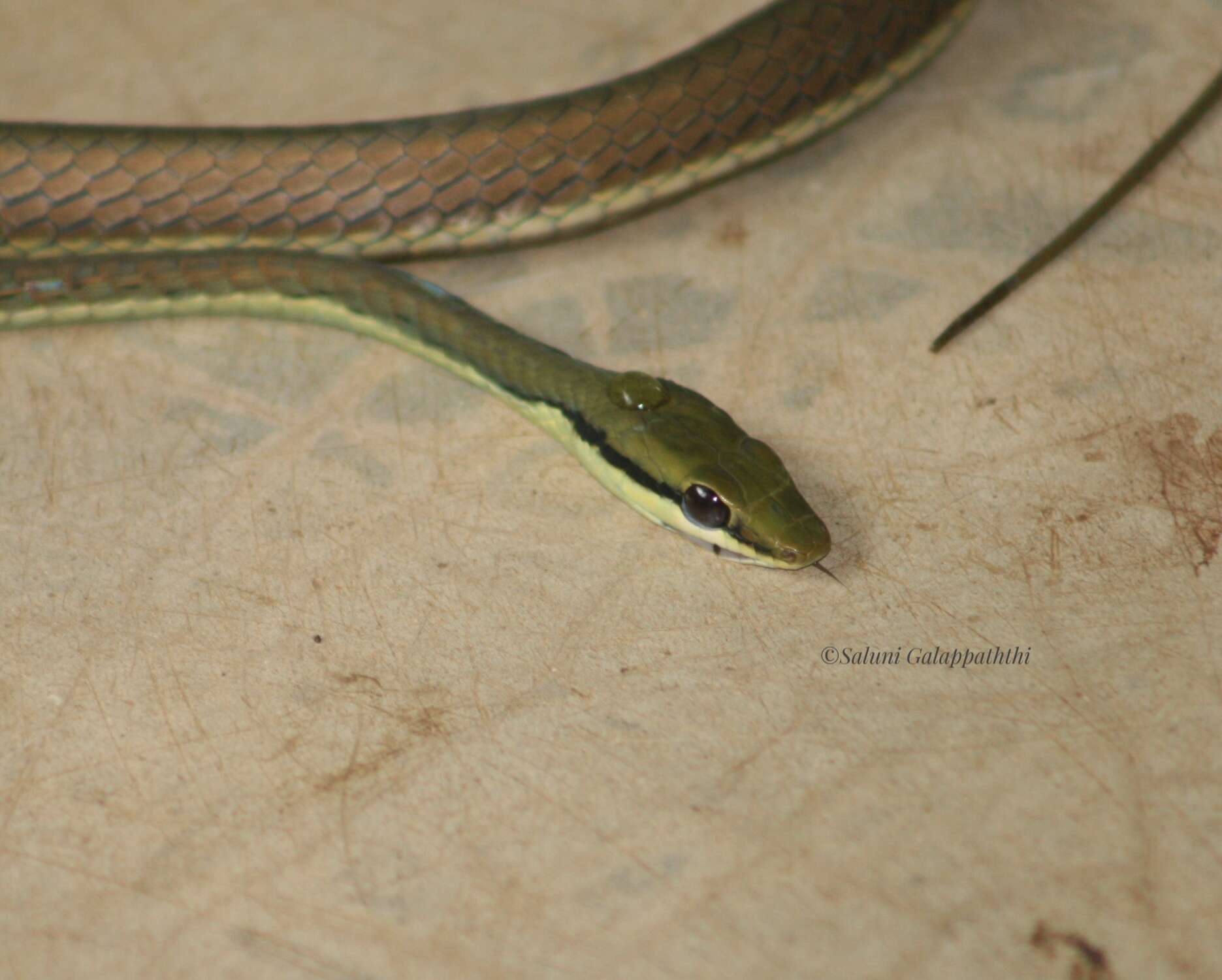 Image of Dendrelaphis wickrorum