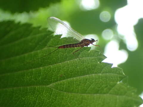 Image of Rhithrogena semicolorata (Curtis 1834)