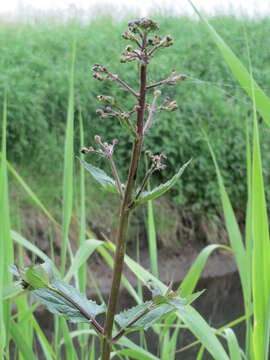 Imagem de Scrophularia umbrosa Dum.