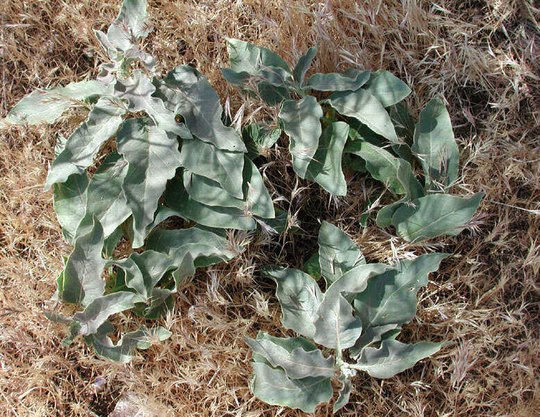 Image of Mojave milkweed