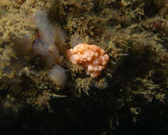 Image of Sea Strawberry