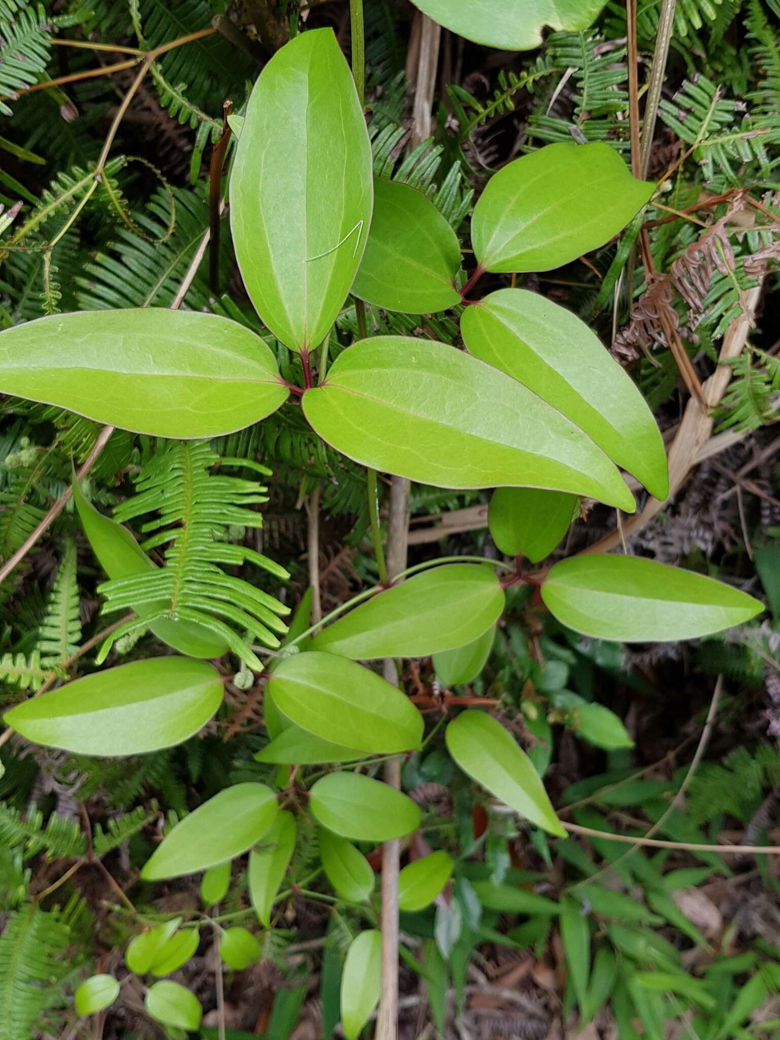 Plancia ëd Clematis meyeniana Walp.