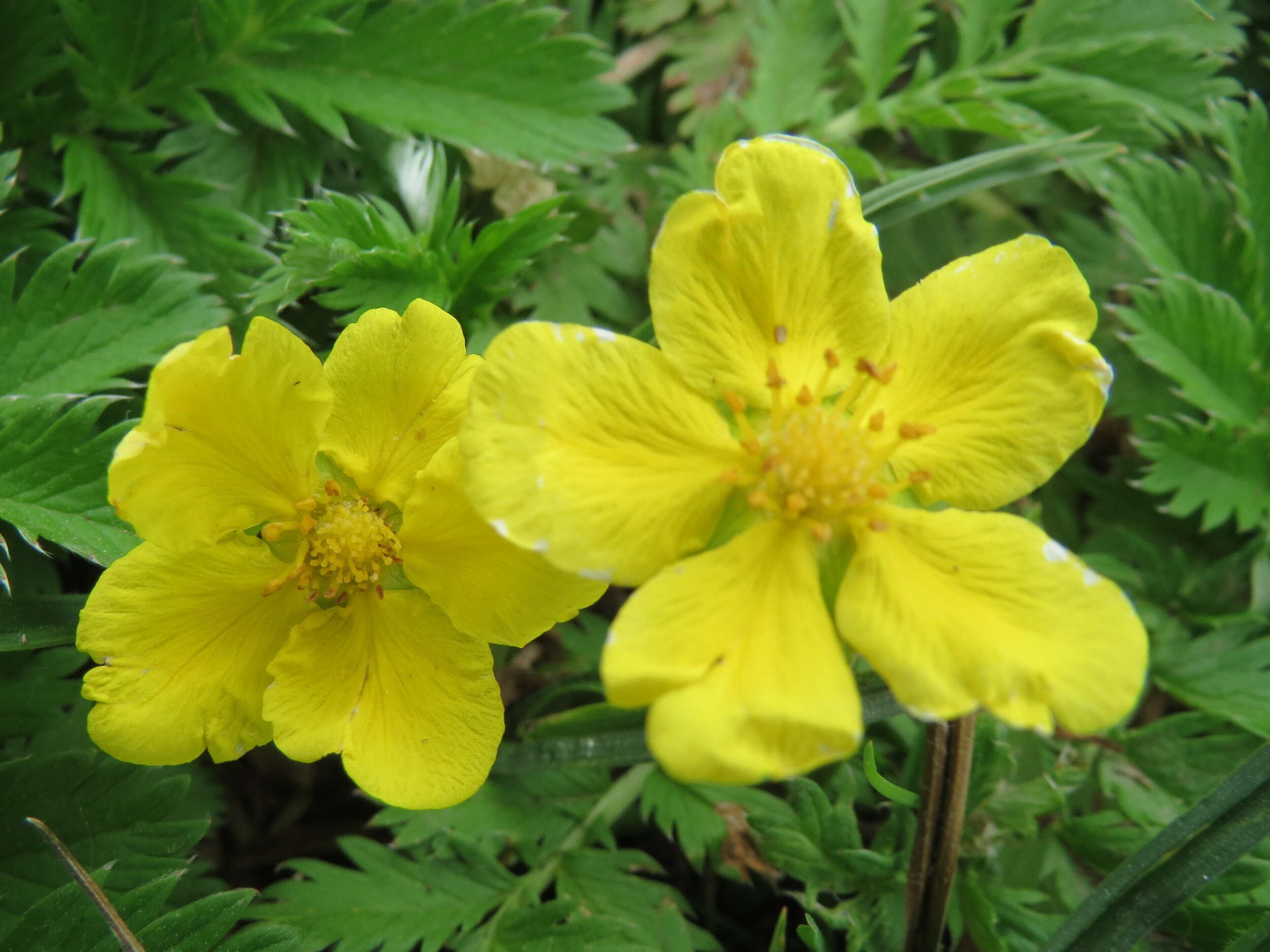 Image of silverweed cinquefoil