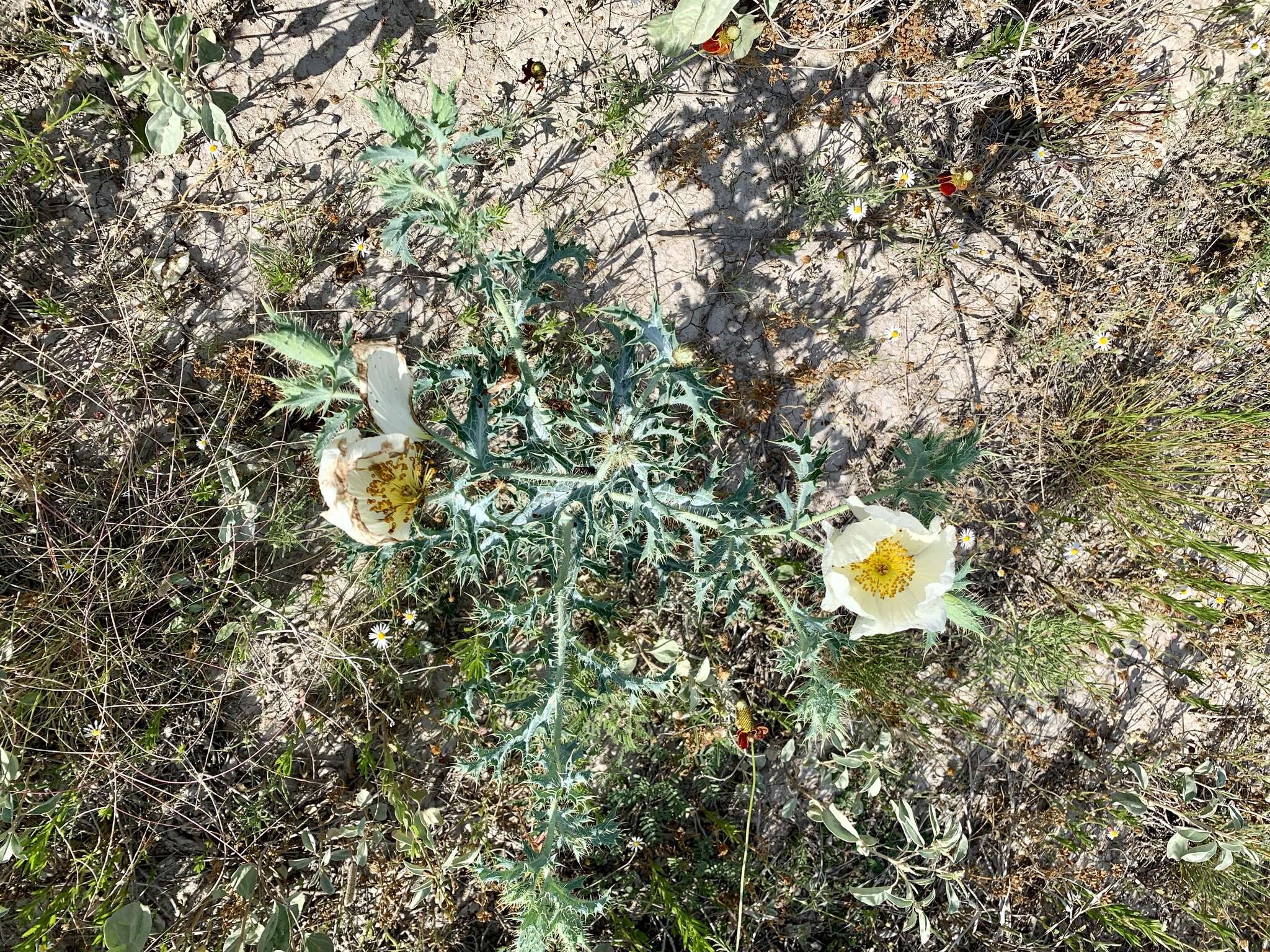 Image of hedgehog pricklypoppy