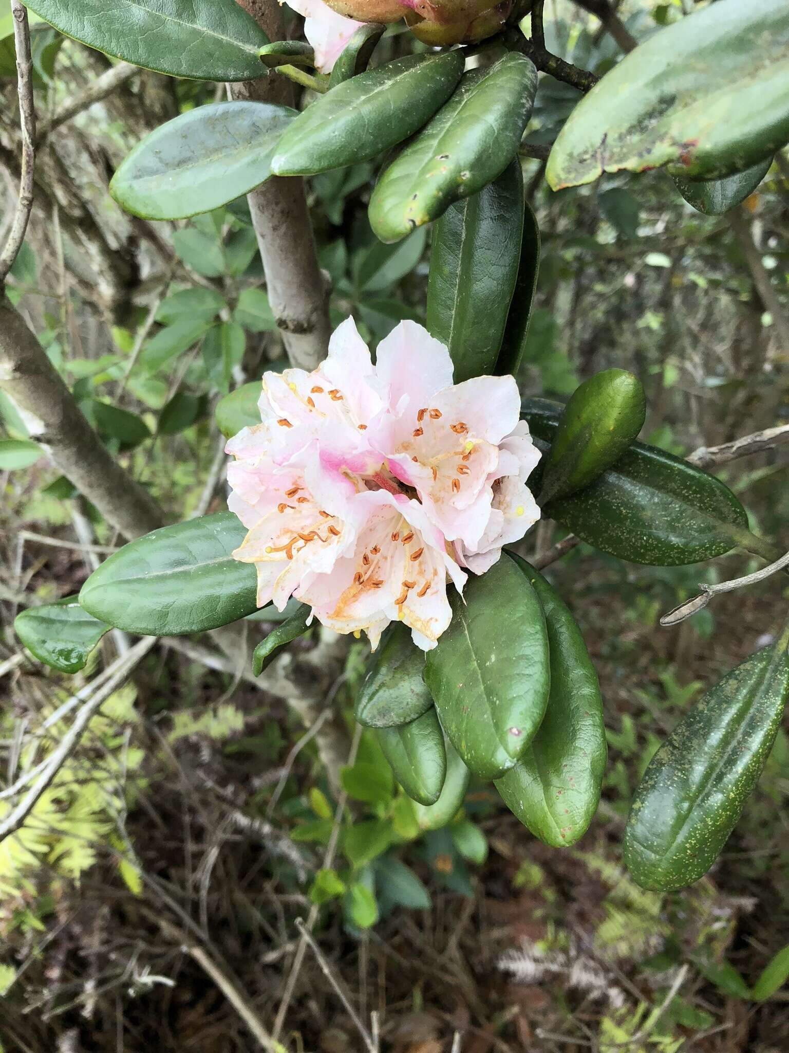 Imagem de Rhododendron simiarum Hance