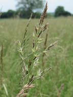 Image of Button Grass