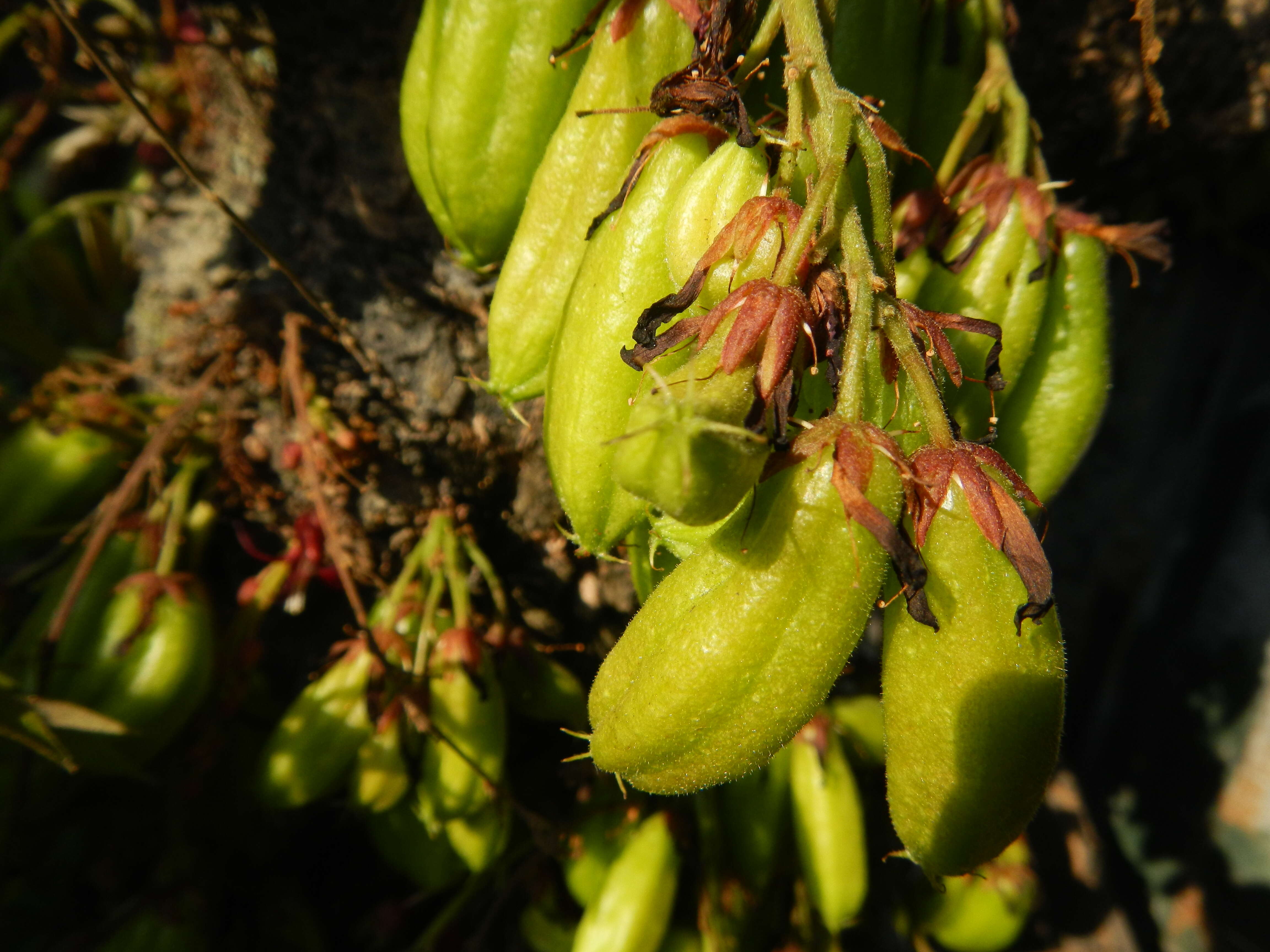 Image of bilimbi