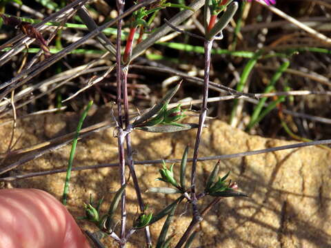 Image of Lampranthus spiniformis (Haw.) N. E. Br.