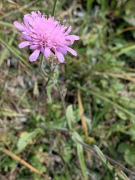 Image of Knautia transalpina (Christ) Briq.