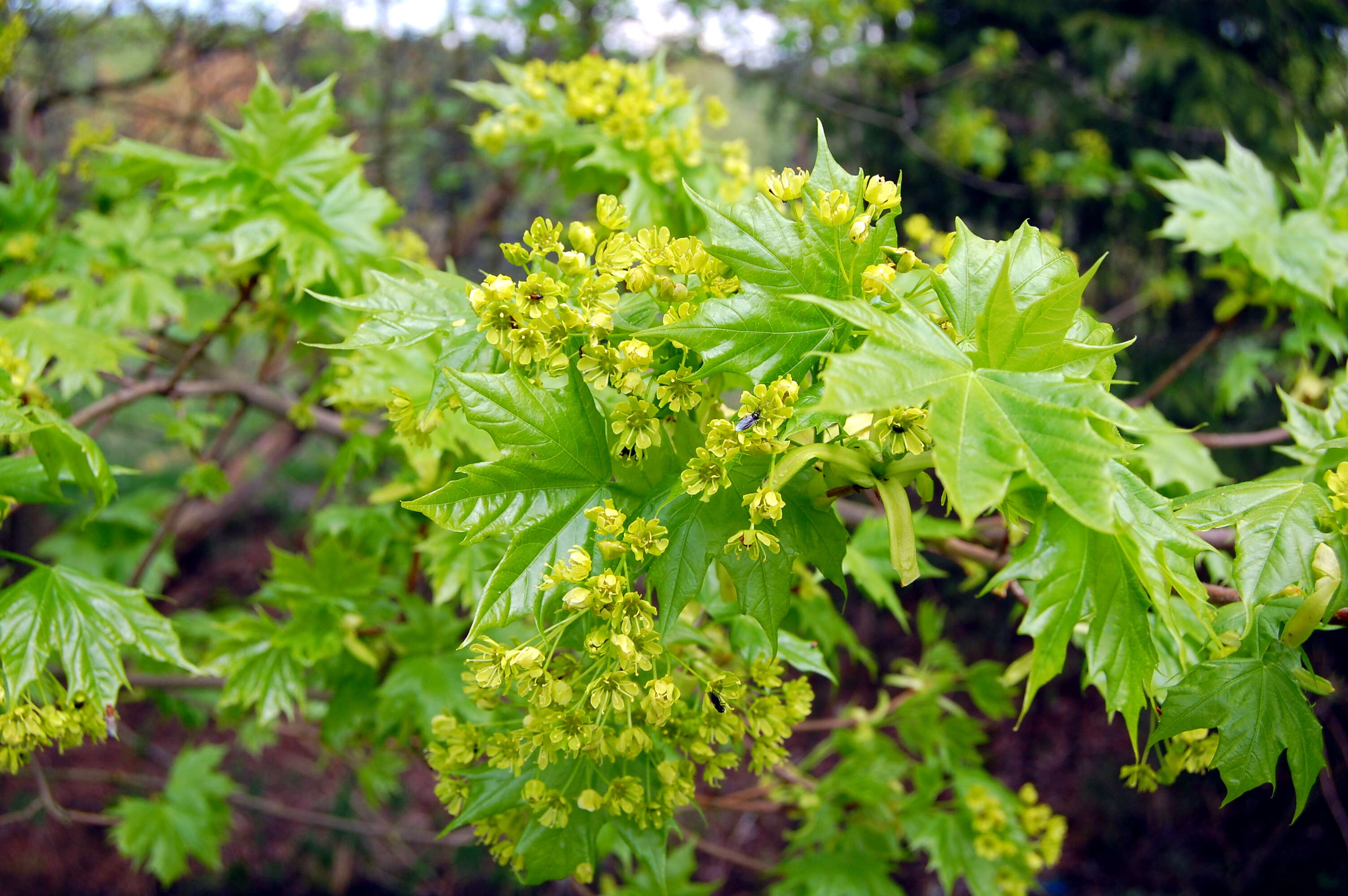 Image of Norway Maple