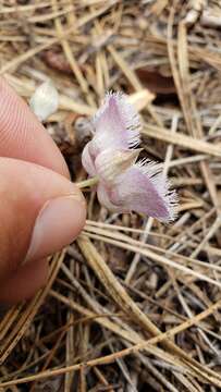 Imagem de Calochortus coeruleus (Kellogg) S. Watson