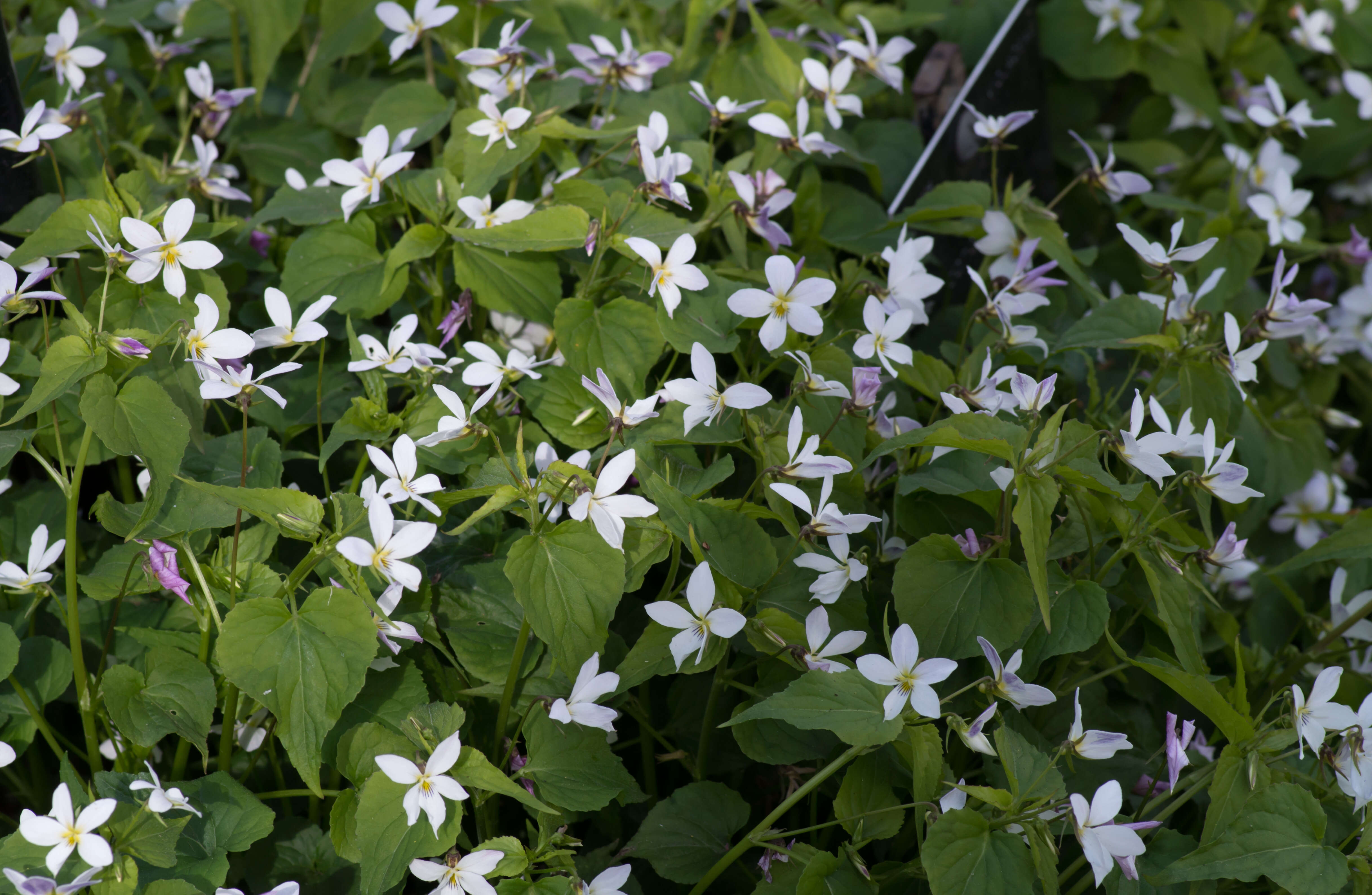 Imagem de Viola canadensis L.