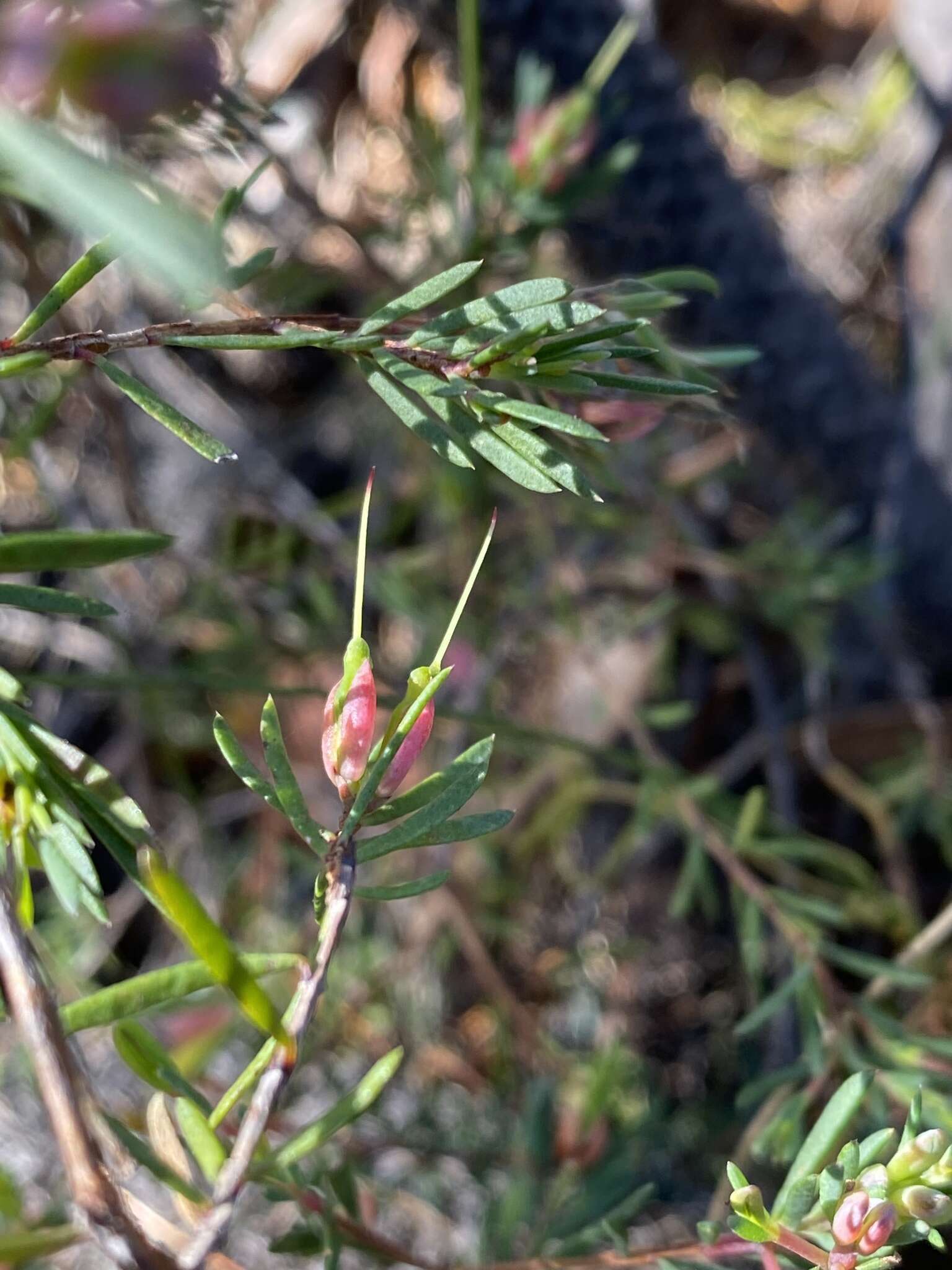 Image of Darwinia biflora (Cheel) B. G. Briggs