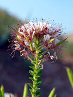 Image of redwhisker clammyweed