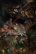 Image of intertidal coastal shrimp