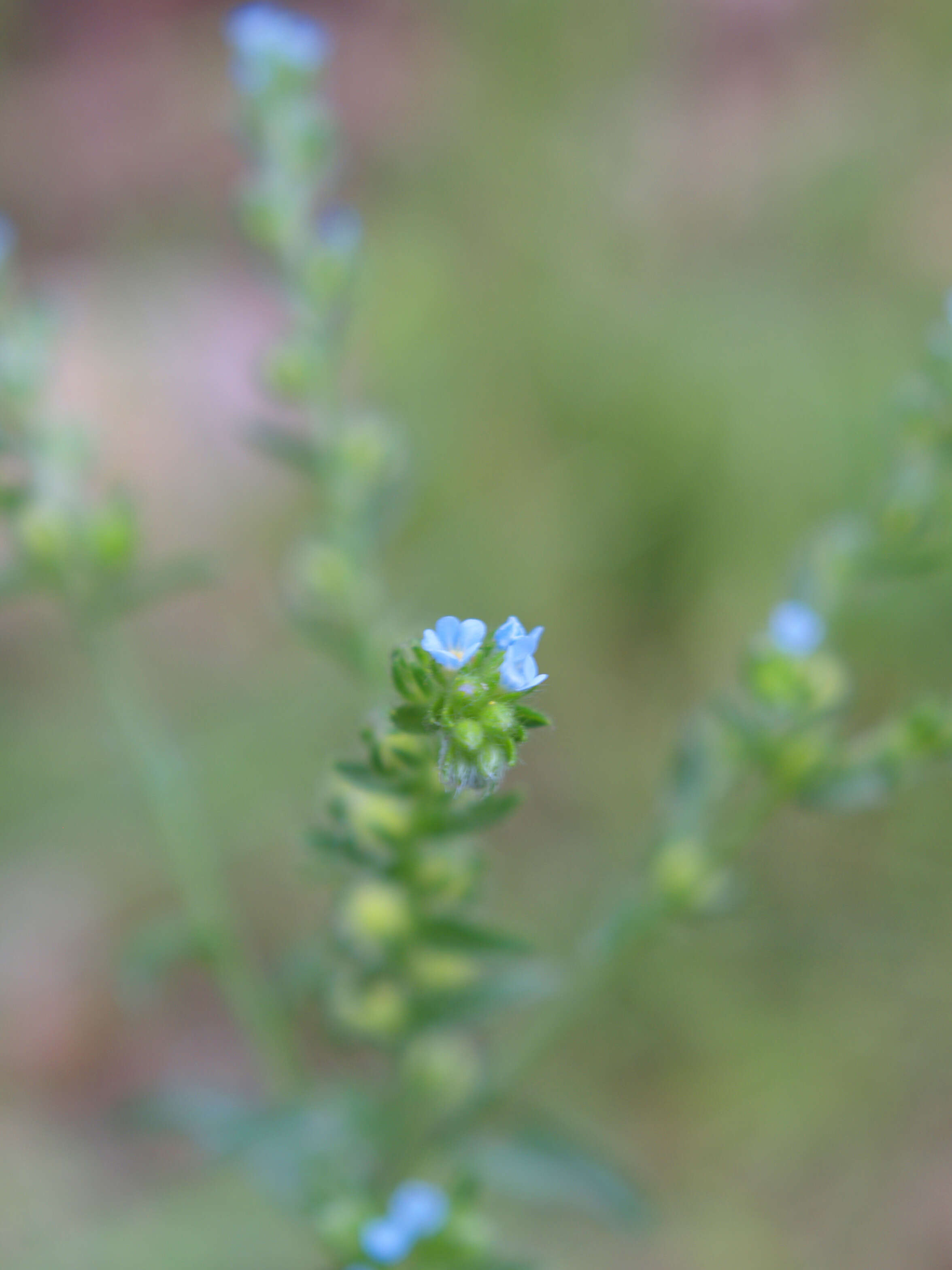 Image of manyflower stickseed