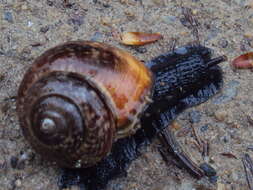 Image of Copse Snail