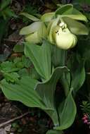 Image of Yellow Cypripedium