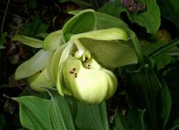 Image of Yellow Cypripedium