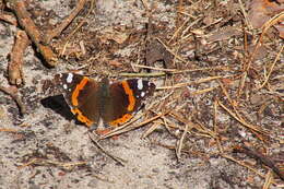 Image of Red Admiral