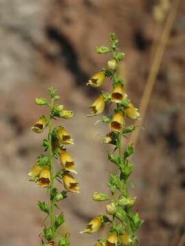 Image of Digitalis nervosa Steud. & Hochst. ex Benth.