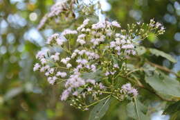 Image of Gymnanthemum appendiculatum (Less.) H. Robinson