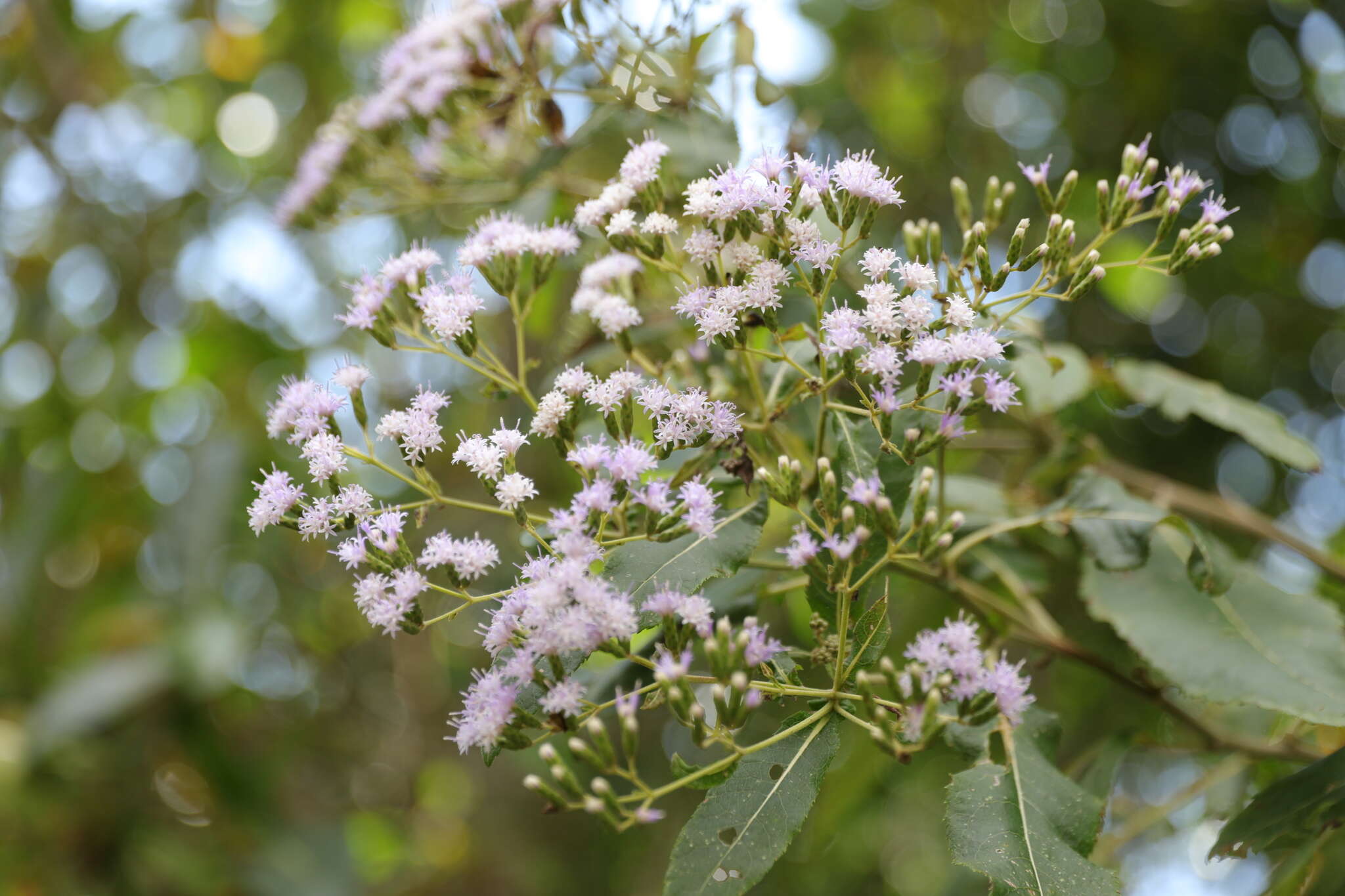 Image of Gymnanthemum appendiculatum (Less.) H. Robinson