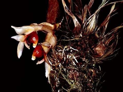 Image of Stanhopea pulla Rchb. fil.