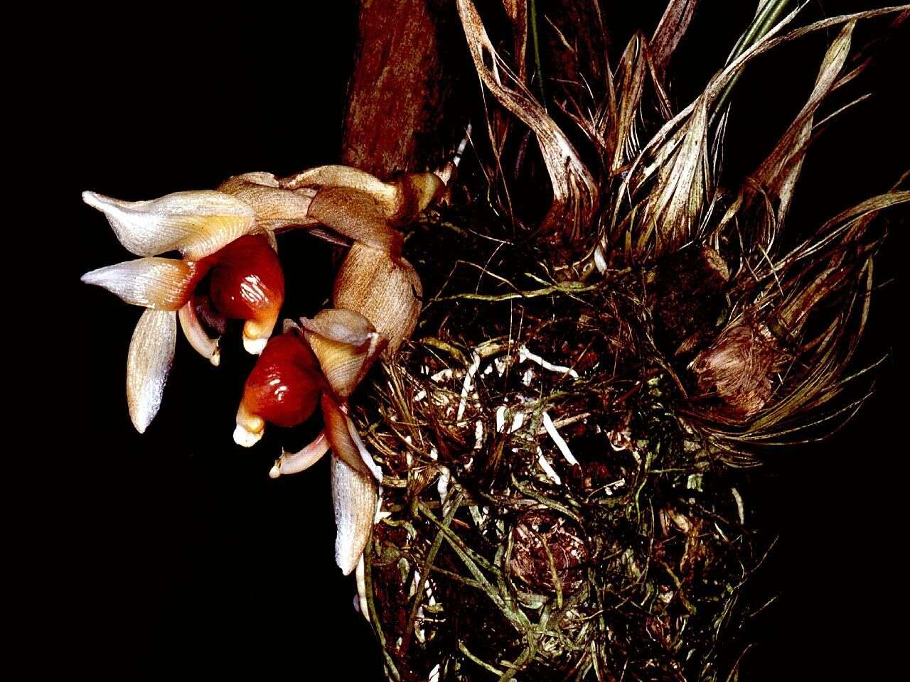 Image of Stanhopea pulla Rchb. fil.