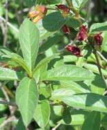 Imagem de Lonicera involucrata (Richards.) Banks ex Spreng.