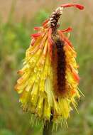 Image of Common red hot poker