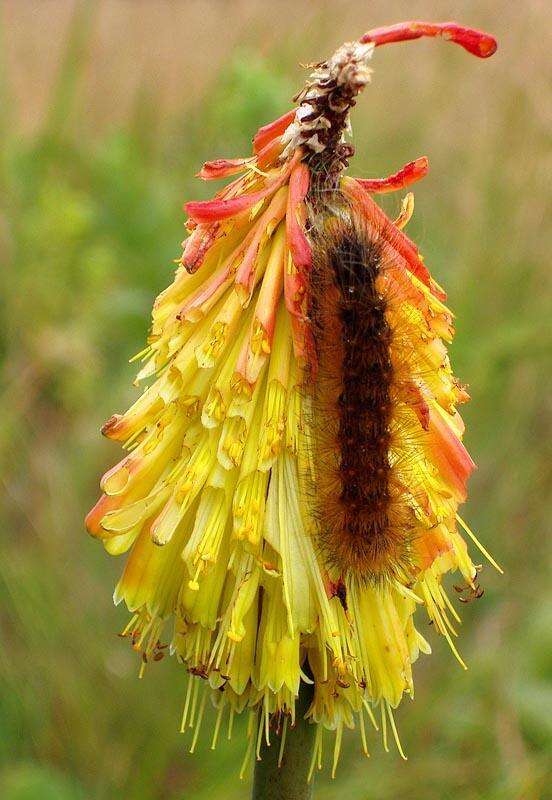 Слика од Kniphofia linearifolia Baker