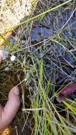 Eriocaulon aquaticum (Hill) Druce resmi