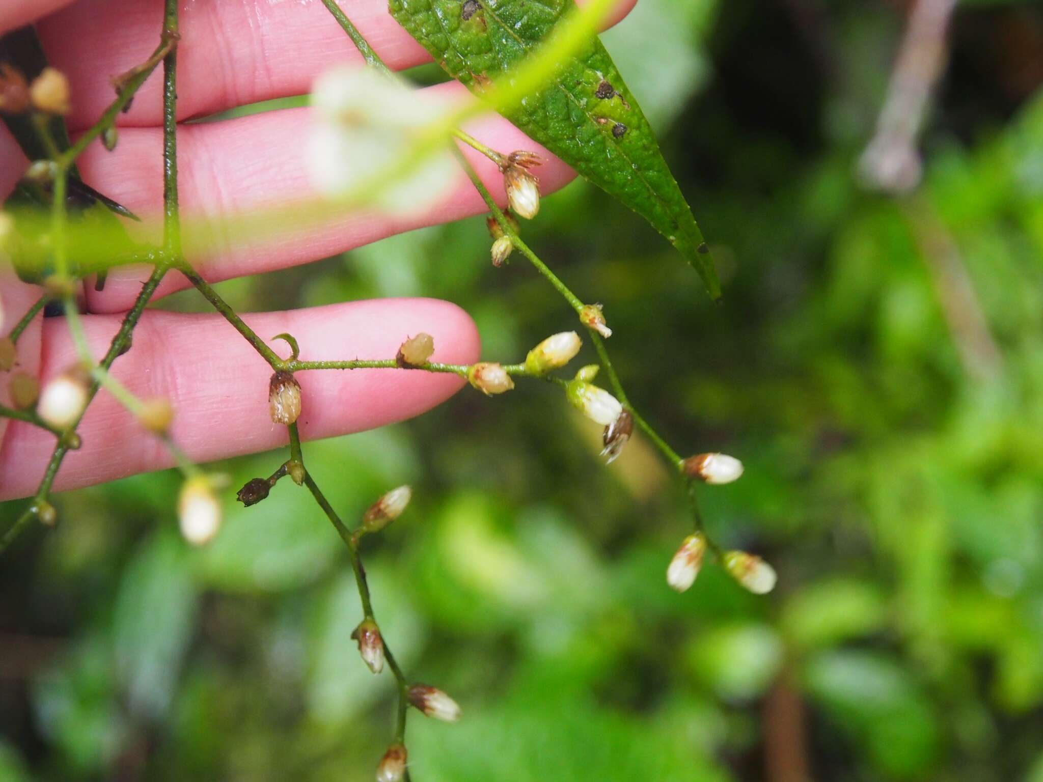 Image of Lepidaploa arborescens (L.) H. Rob.