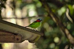 Image of Red-necked Tanager
