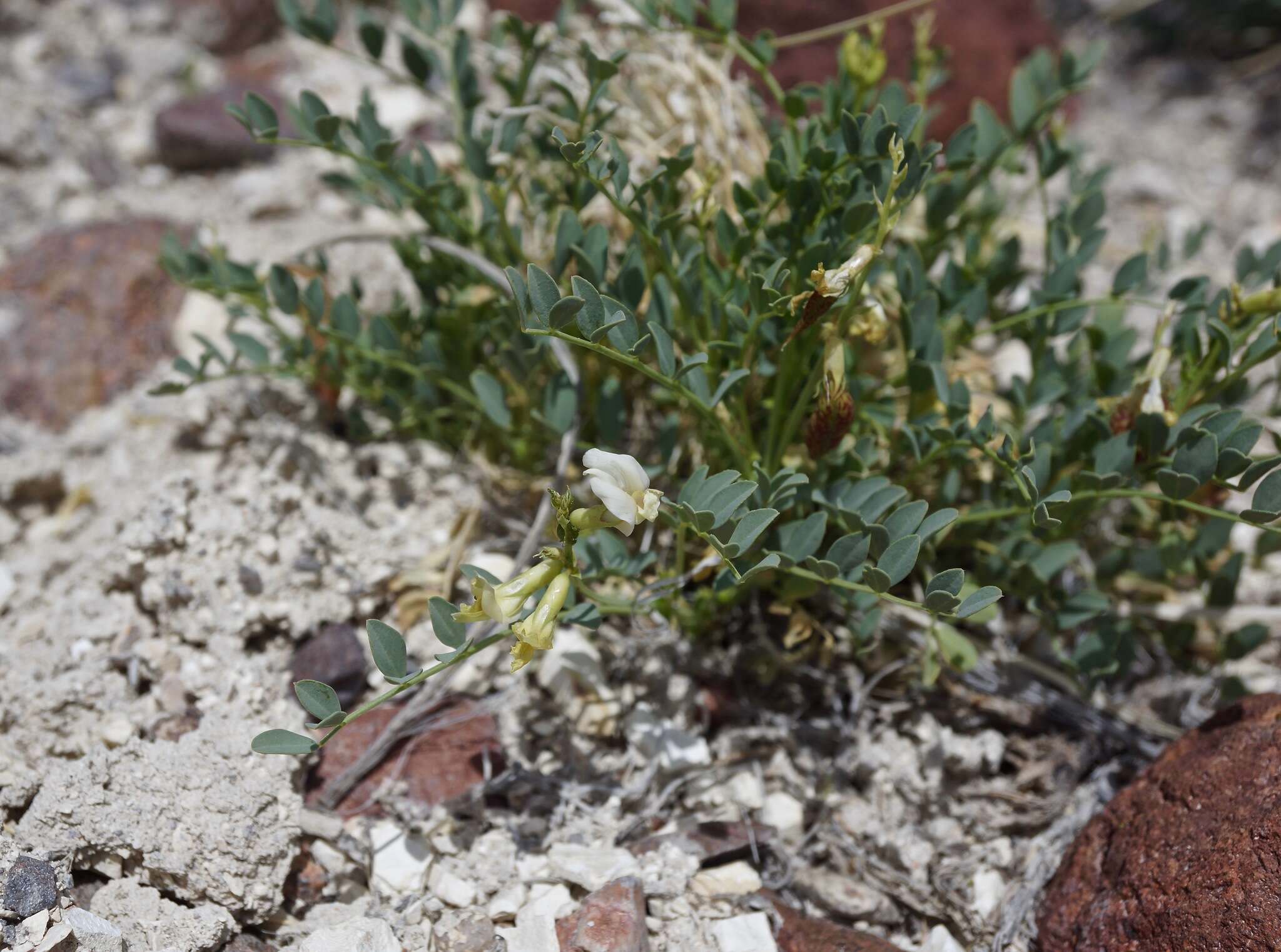 Image of Lavin's milkvetch